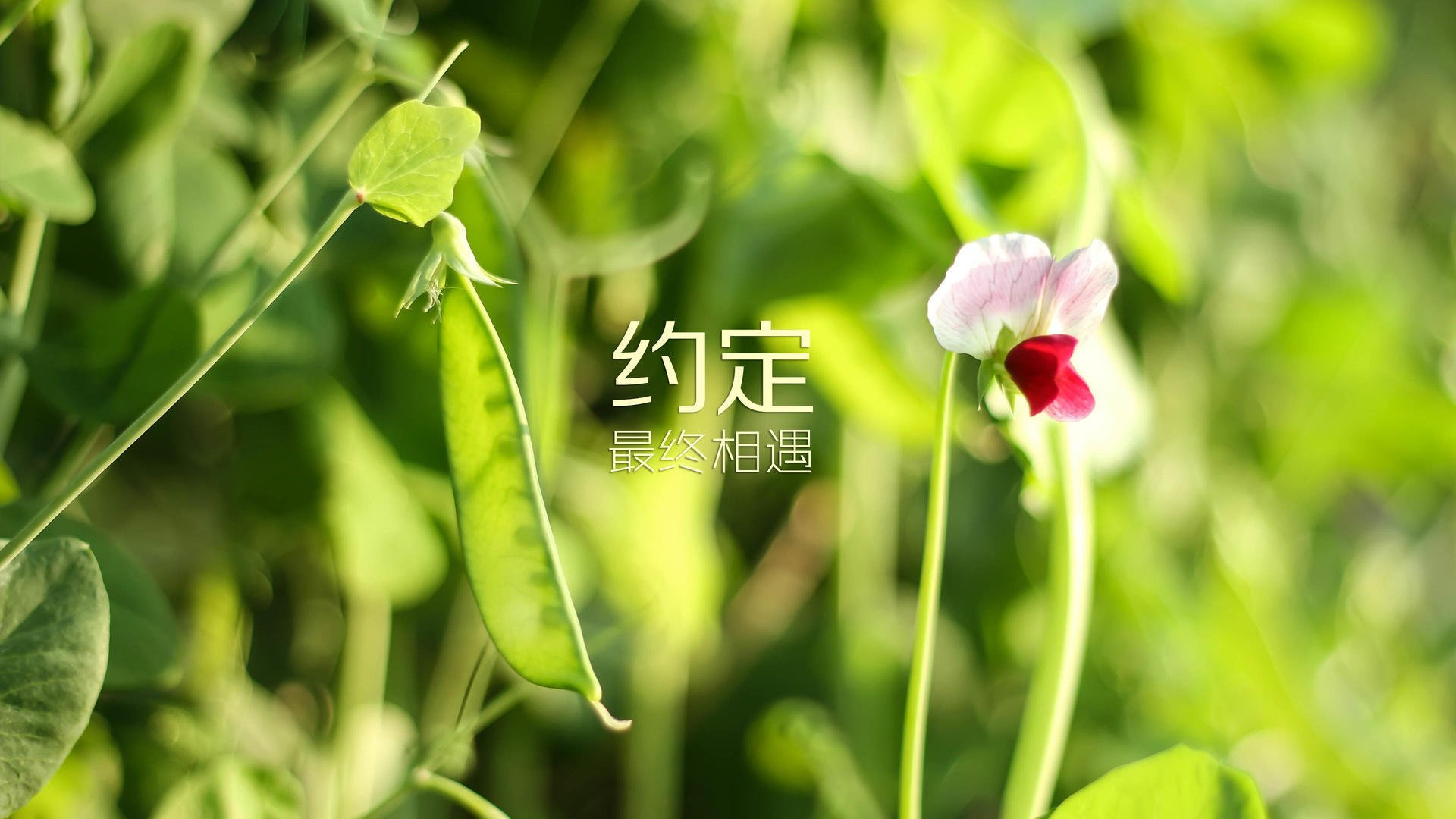 足球热潮席卷，女足影响力扩展，女足上热搜