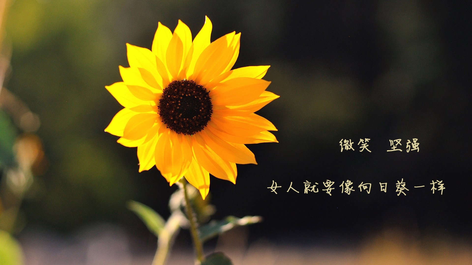 那不勒斯在周日比赛中有出色发挥获胜，那不勒斯集锦