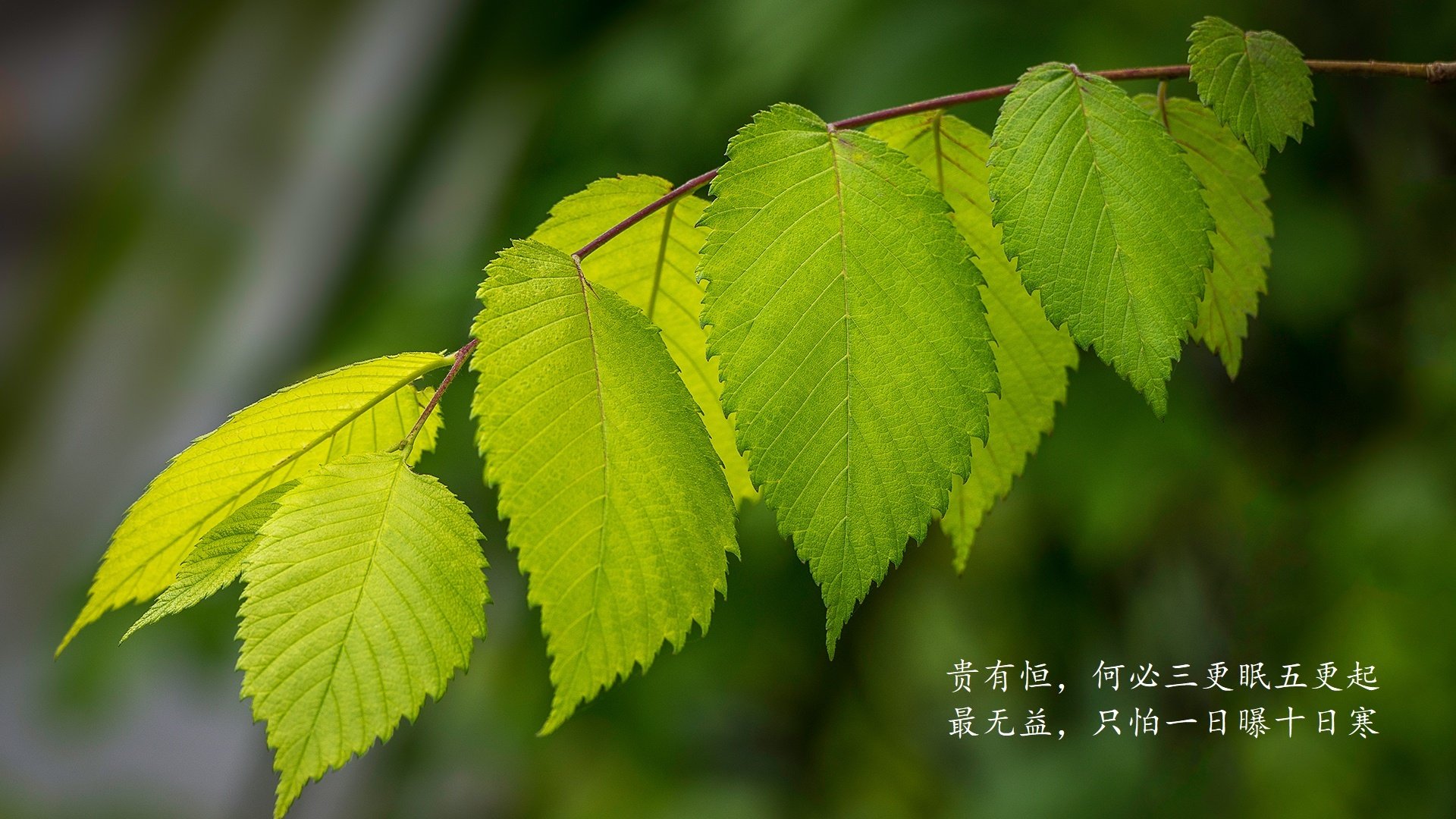 格鲁吉亚女篮在欧洲锦标赛中刷新纪录,期待奥运精彩表现,格鲁吉亚杯篮球